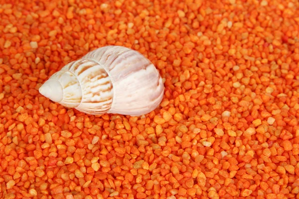 Shell on orange crystals of sea salt background — Stock Photo, Image