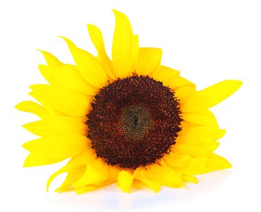 parlak ayçiçeği üzerinde beyaz izole