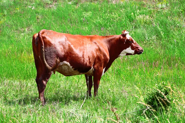 Ko på sommarbetesmark — Stockfoto