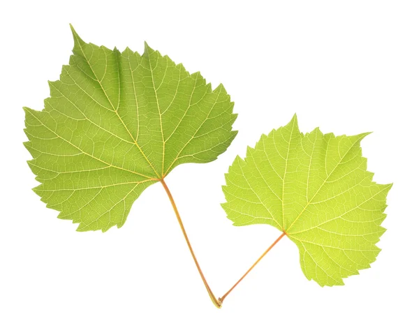 Krásné zelené listy izolované na bílém — Stock fotografie