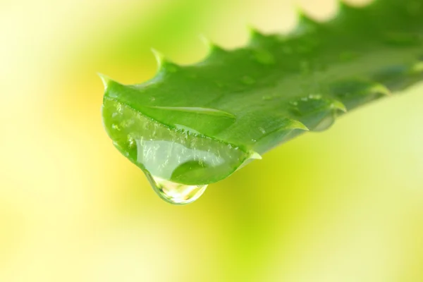 Aloe leaf with drop on natural background — Stock Photo, Image