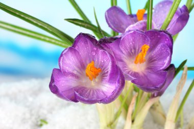 üstünde mavi zemin üzerine kar güzel mor çiğdemler