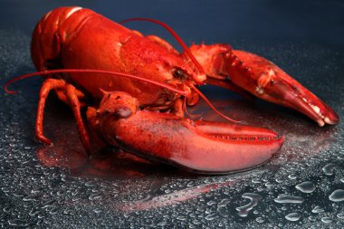 mavi zemin üzerine kırmızı ıstakoz