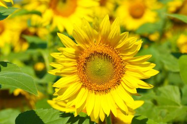 güzel ayçiçekleri alanı