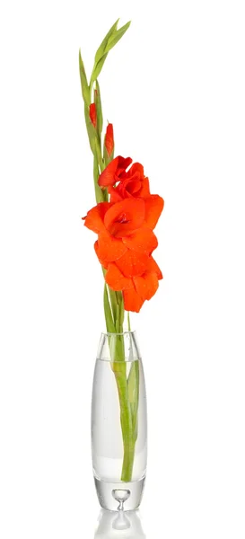 Beautiful delicate gladiolus in glass vase isolated on white — Stock Photo, Image