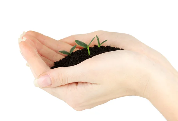 Green seedling growing from soi — Stock Photo, Image