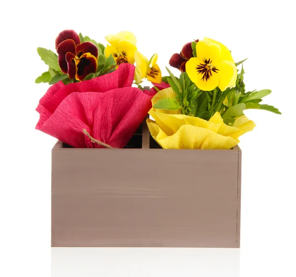 Beautiful pansies flowers in wooden crate isolated on white — Stock Photo, Image