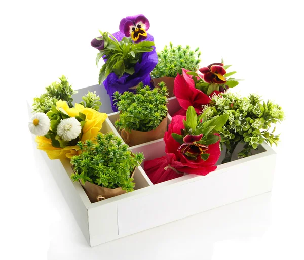 Hermosas flores de primavera y hierba en caja de madera aislada en blanco — Foto de Stock