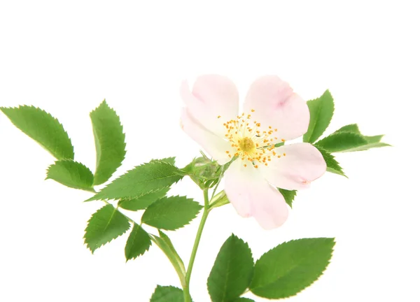 Fleur rose des hanches, isolée sur blanc — Photo