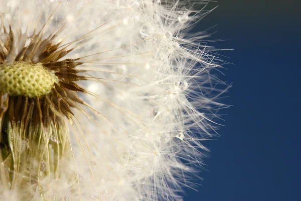 Krásná Pampeliška se semeny na modrém pozadí — Stock fotografie