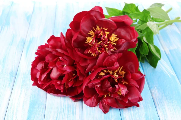 Belles pivoines sur table close-up — Photo