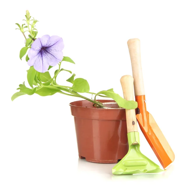 Mudas e ferramentas jardineiro isolado em branco — Fotografia de Stock