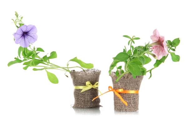 Petunias in pots isolated on white — Stock Photo, Image