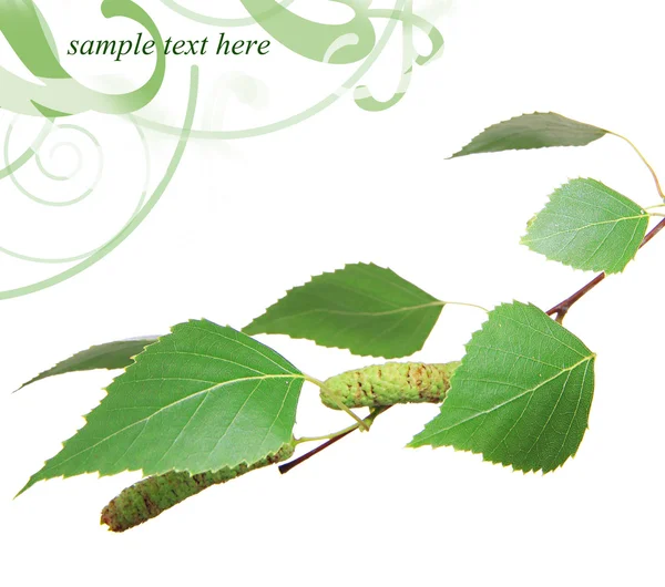 Зелене листя берези ізольовано на білому — стокове фото