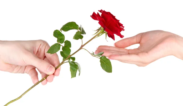 Die Hand eines Mannes, der eine Rose auf weißem Grund gibt — Stockfoto