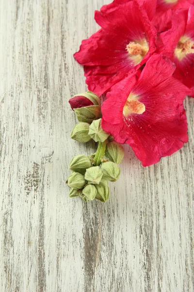 Roze kaasjeskruid bloemen op houten achtergrond — Stockfoto