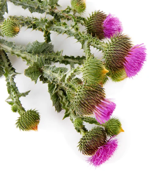 Flores de cardo aisladas en blanco —  Fotos de Stock