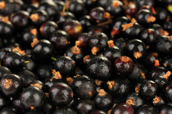 Black currant, close up