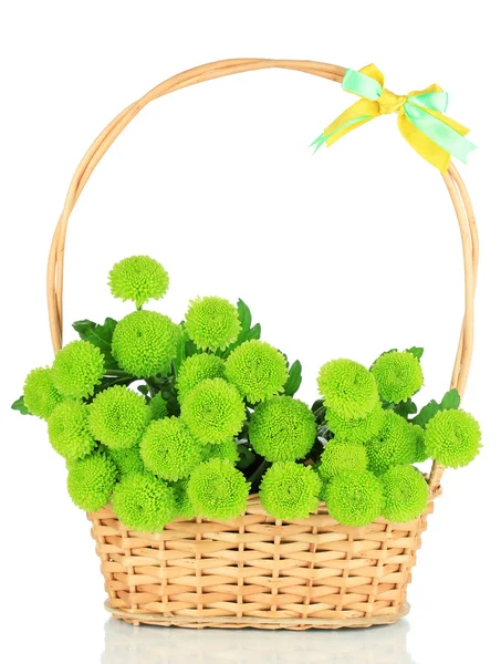 Beautiful green chrysanthemum in wicker basket isolated on white — Stock Photo, Image