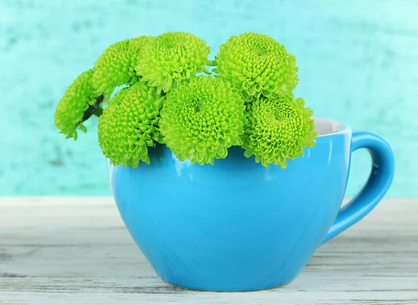 Schöne grüne Chrysantheme in Tasse auf Tisch auf blauem Hintergrund — Stockfoto