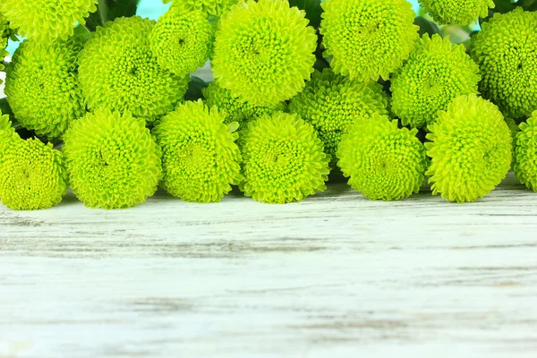 Schöne grüne Chrysanthemen auf dem Tisch in Großaufnahme — Stockfoto