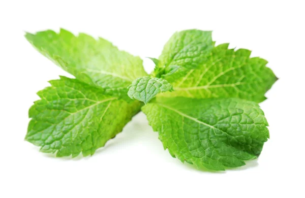 Hojas frescas de menta aisladas en blanco — Foto de Stock