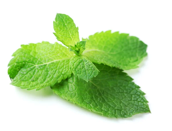 Hojas frescas de menta aisladas en blanco — Foto de Stock