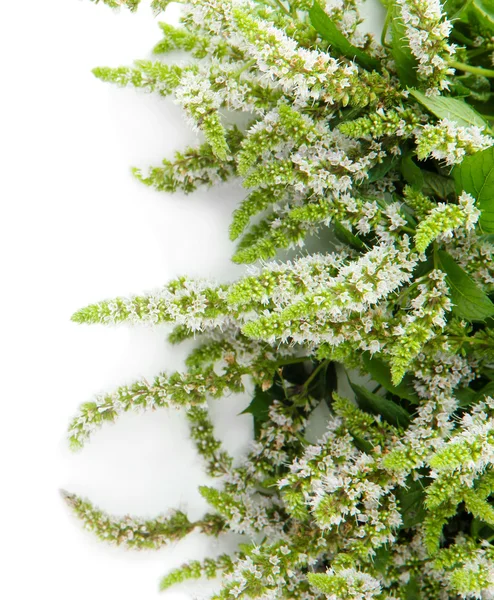 Fleurs de menthe fraîches isolées sur blanc — Photo