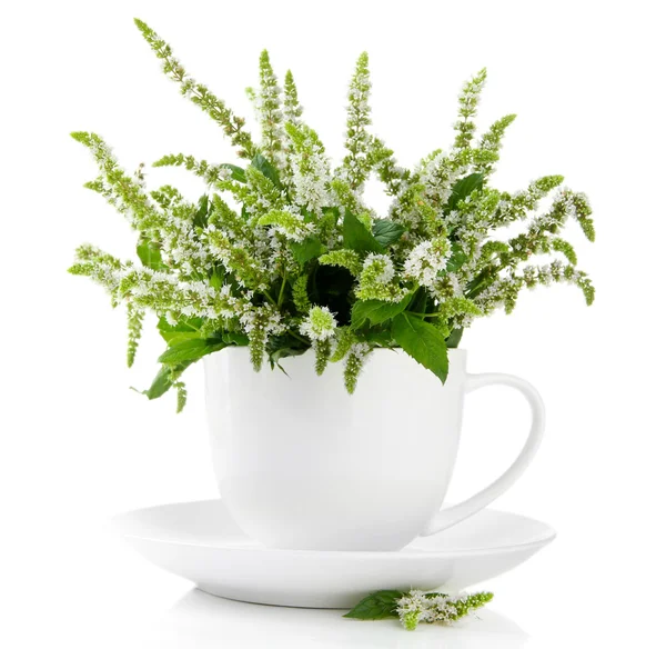 Čerstvé máty květiny v poháru izolovaných na bílém — Stock fotografie