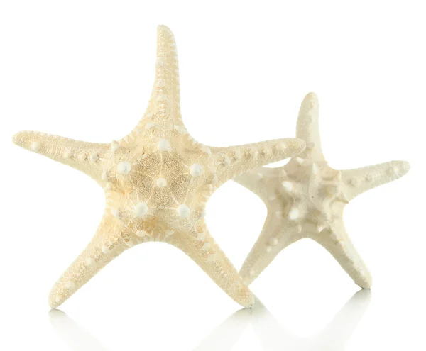 Белые морские звезды, изолированные на белом — стоковое фото