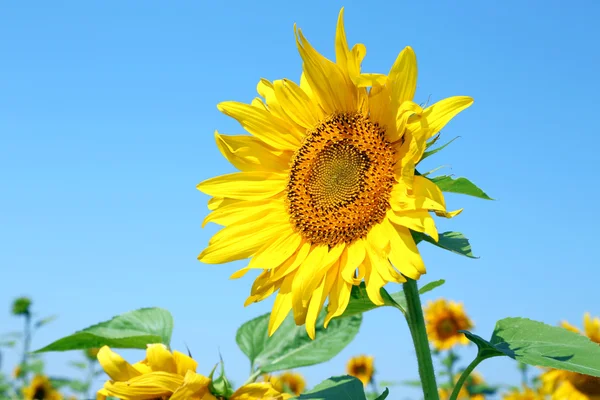 Beautiful sunflower in the field, close up — Stock Photo, Image