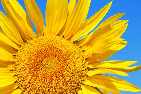 Mooie zonnebloem op blauwe hemelachtergrond, close-up — Stockfoto