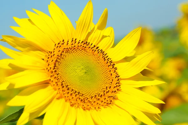 Beautiful sunflower in the field, close up — Stock Photo, Image