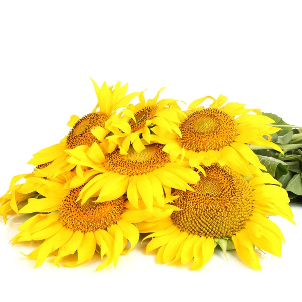 Sunflowers isolated on white — Stock Photo, Image