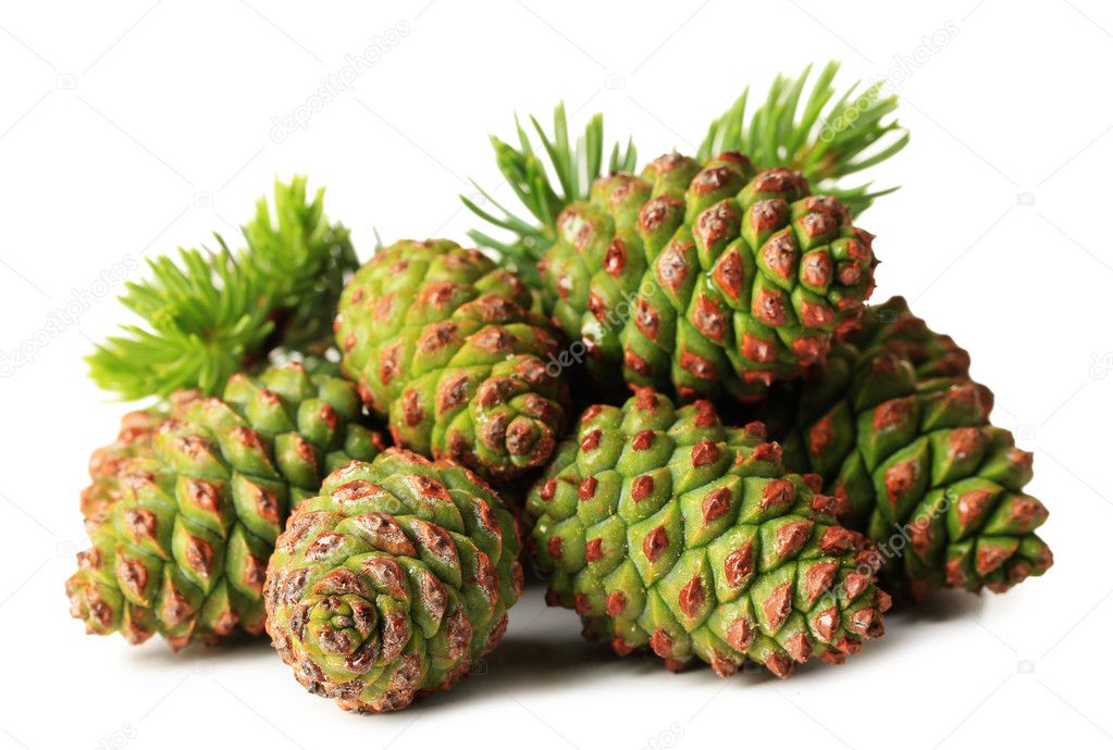Green cones and fir tree isolated on white