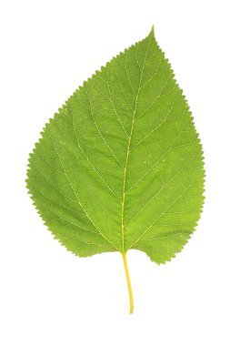 güzel yeşil yaprak üzerinde beyaz izole
