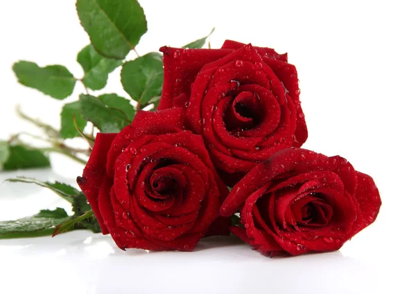 Vackra rosor, isolerad på vit — Stockfoto