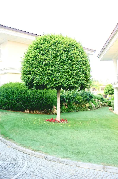 Gartengestaltung im Garten — Stockfoto