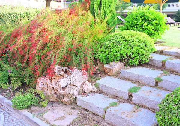 Landscaping in the garden — Stock Photo, Image