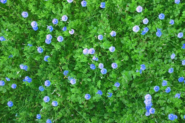Hermoso fondo de planta verde fresca en el jardín —  Fotos de Stock