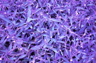 Taze bitki bahçe içinde güzel arka plan