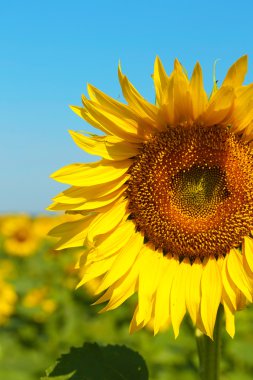 güzel ayçiçeği alanında, yakın çekim