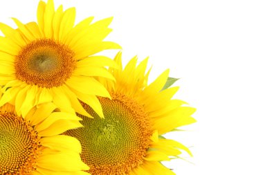 beyaz izole ayçiçeği