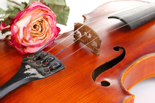 Классическая скрипка с сухой розой вблизи — стоковое фото