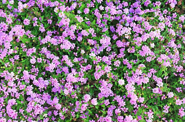 Hermoso fondo de planta verde fresca con flores —  Fotos de Stock