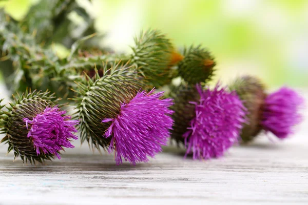 Fiori di cardo sullo sfondo della natura — Foto Stock