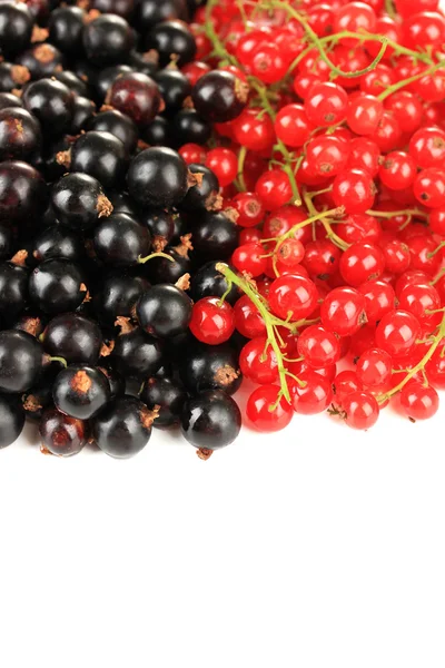Röda och svarta vinbär isolerad på vit — Stockfoto
