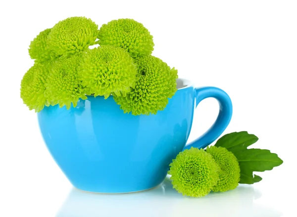 Beautiful green chrysanthemum in cup isolated on white — Stock Photo, Image