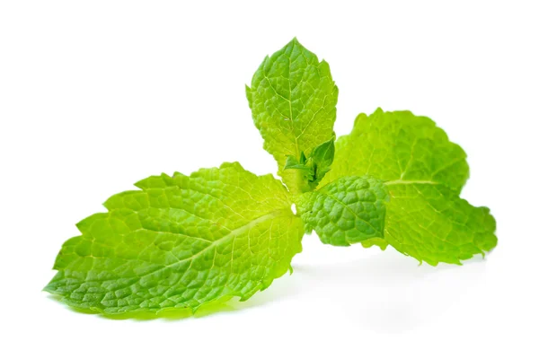 Hojas frescas de menta aisladas en blanco — Foto de Stock