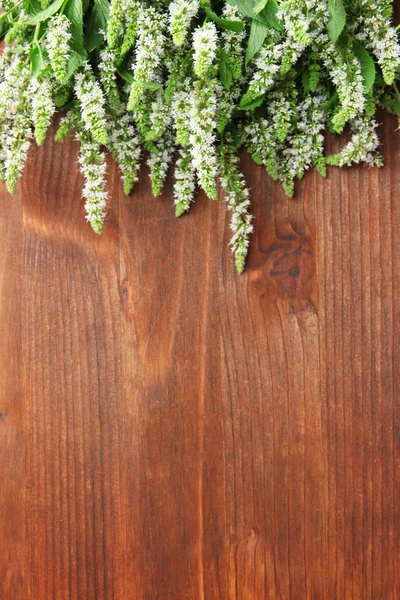 Fiori di menta fresca su sfondo di legno — Foto Stock